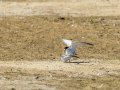 Charrancito común - Sternula albifrons - Xatrac menut comú