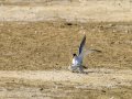 Charrancito común - Sternula albifrons - Xatrac menut comú