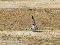 Charrancito común - Sternula albifrons - Xatrac menut comú