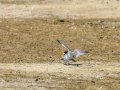 Charrancito común - Sternula albifrons - Xatrac menut comú