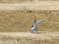 Charrancito común - Sternula albifrons - Xatrac menut comú