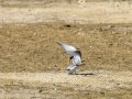 Charrancito común - Sternula albifrons - Xatrac menut comú