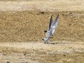 Charrancito común - Sternula albifrons - Xatrac menut comú
