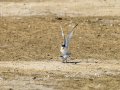 Charrancito común - Sternula albifrons - Xatrac menut comú
