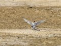 Charrancito común - Sternula albifrons - Xatrac menut comú