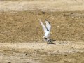 Charrancito común - Sternula albifrons - Xatrac menut comú