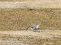Charrancito común - Sternula albifrons - Xatrac menut comú