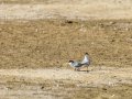 Charrancito común - Sternula albifrons - Xatrac menut comú