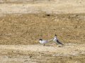 Charrancito común - Sternula albifrons - Xatrac menut comú