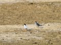 Charrancito común - Sternula albifrons - Xatrac menut comú