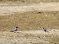 Charrancito común - Sternula albifrons - Xatrac menut comú