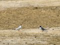 Charrancito común - Sternula albifrons - Xatrac menut comú