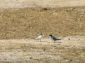 Charrancito común - Sternula albifrons - Xatrac menut comú