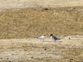 Charrancito común - Sternula albifrons - Xatrac menut comú