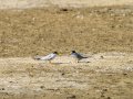 Charrancito común - Sternula albifrons - Xatrac menut comú