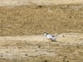 Charrancito común - Sternula albifrons - Xatrac menut comú