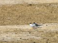 Charrancito común - Sternula albifrons - Xatrac menut comú