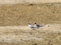 Charrancito común - Sternula albifrons - Xatrac menut comú