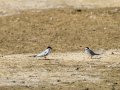 Charrancito común - Sternula albifrons - Xatrac menut comú