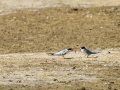 Charrancito común - Sternula albifrons - Xatrac menut comú