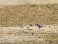 Charrancito común - Sternula albifrons - Xatrac menut comú