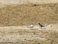 Charrancito común - Sternula albifrons - Xatrac menut comú