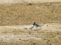 Charrancito común - Sternula albifrons - Xatrac menut comú