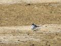 Charrancito común - Sternula albifrons - Xatrac menut comú