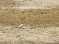 Charrancito común - Sternula albifrons - Xatrac menut comú