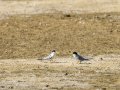 Charrancito común - Sternula albifrons - Xatrac menut comú