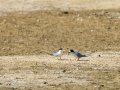 Charrancito común - Sternula albifrons - Xatrac menut comú