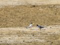 Charrancito común - Sternula albifrons - Xatrac menut comú