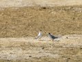 Charrancito común - Sternula albifrons - Xatrac menut comú