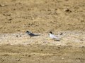 Charrancito común - Sternula albifrons - Xatrac menut comú