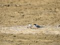 Charrancito común - Sternula albifrons - Xatrac menut comú