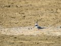 Charrancito común - Sternula albifrons - Xatrac menut comú