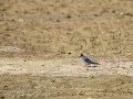 Charrancito común - Sternula albifrons - Xatrac menut comú