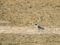 Charrancito común - Sternula albifrons - Xatrac menut comú