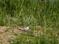Charranes - Sternidae - Estèrnids