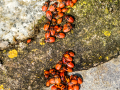 Chinche de la malva arbórea - Pyrrhocoris apterus - Pyrrhocoris apterus