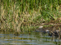 Chorlitejo chico - Charadrius dubius - Corriol anellat petit
