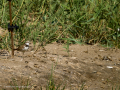 Chorlitejo chico - Charadrius dubius - Corriol anellat petit
