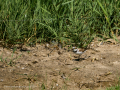 Chorlitejo chico - Charadrius dubius - Corriol anellat petit