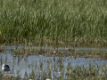 Chorlitejo chico - Charadrius dubius - Corriol anellat petit