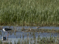 Chorlitejo chico - Charadrius dubius - Corriol anellat petit