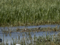 Chorlitejo chico - Charadrius dubius - Corriol anellat petit