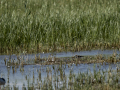 Chorlitejo chico - Charadrius dubius - Corriol anellat petit