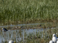 Chorlitejo chico - Charadrius dubius - Corriol anellat petit