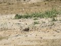 Chorlitejo chico - Charadrius dubius - Corriol anellat petit