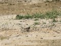 Chorlitejo chico - Charadrius dubius - Corriol anellat petit
